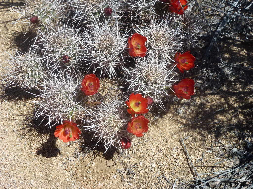 Joshua Tree National Park
